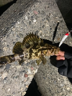 タケノコメバルの釣果