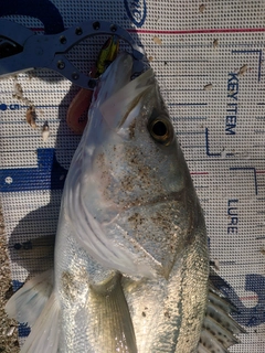 フッコ（タイリクスズキ）の釣果