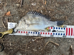 キビレの釣果