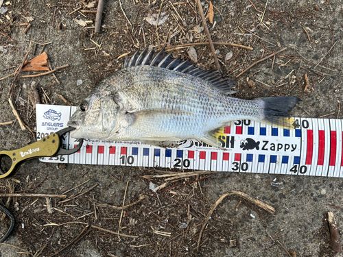 キビレの釣果