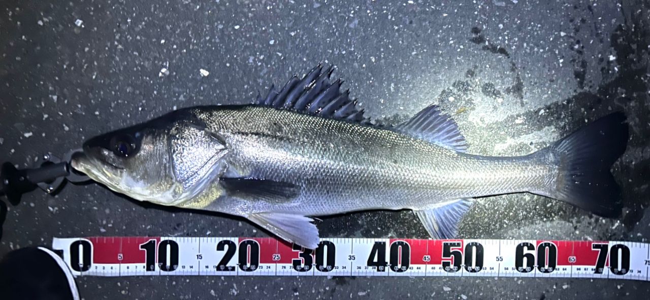 DAIWA 20ラテオ モバイル 90ML-4の最安値・インプレ・釣果 | 本音の