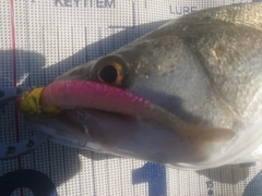 フッコ（タイリクスズキ）の釣果