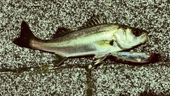 セイゴ（マルスズキ）の釣果