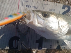 フッコ（タイリクスズキ）の釣果