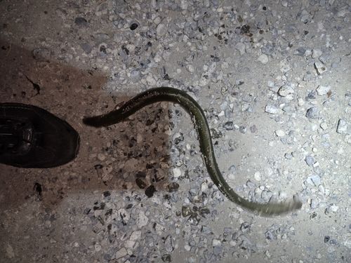 ウナギの釣果