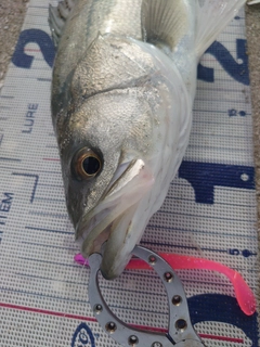 フッコ（タイリクスズキ）の釣果