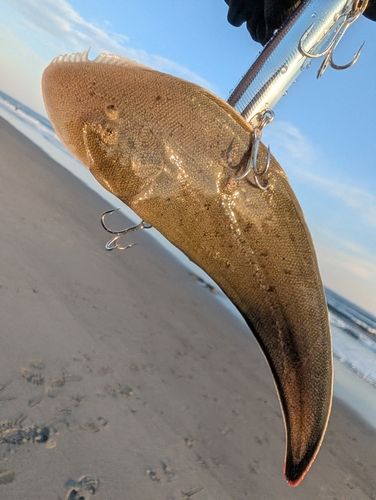 シタビラメの釣果