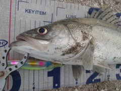 フッコ（タイリクスズキ）の釣果