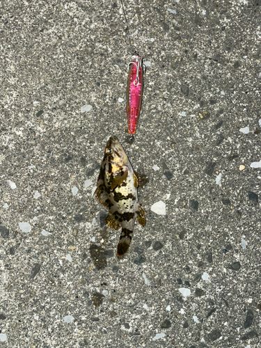 タケノコメバルの釣果