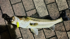 フッコ（マルスズキ）の釣果