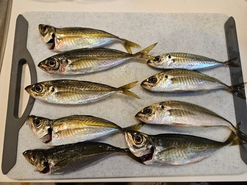 アジの釣果