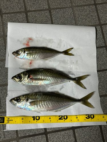 アジの釣果