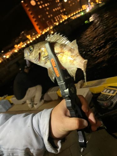 釣果一覧】福岡県で釣れたメバル - アングラーズ | 釣果600万件の