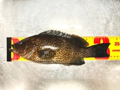 オオモンハタの釣果