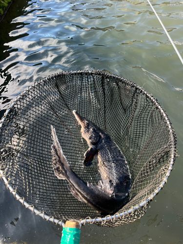 チョウザメの釣果