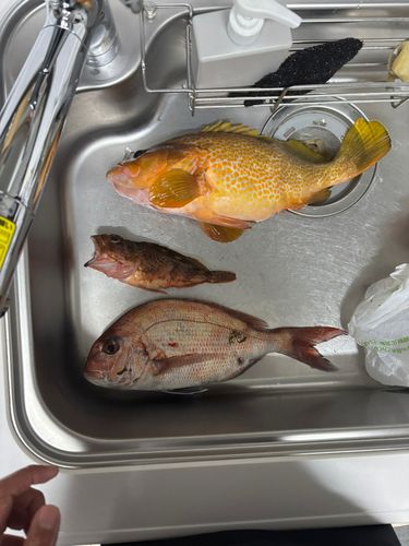 アコウの釣果