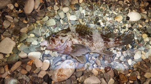 ムラソイの釣果