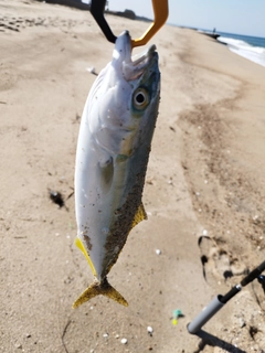 ツバスの釣果