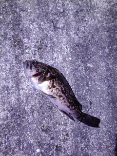 クロソイの釣果