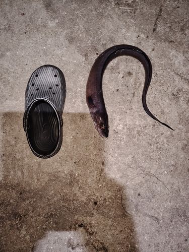クロアナゴの釣果