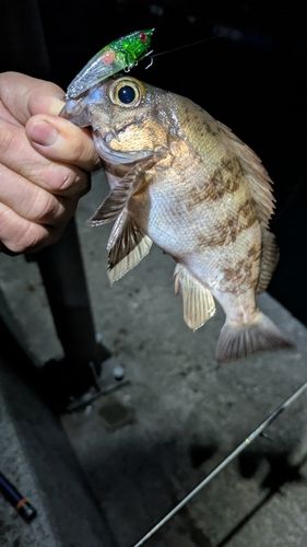 メバルの釣果