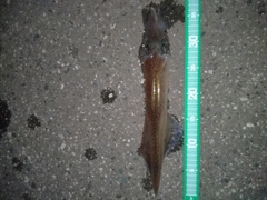 ヤリイカの釣果