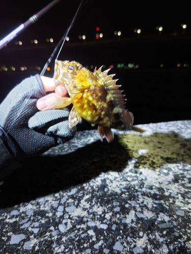 カサゴの釣果