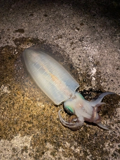 アオリイカの釣果
