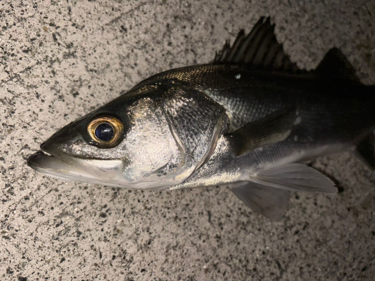 SHIMANO 22ステラ 3000MHGの最安値・インプレ・釣果 | 本音の口コミが
