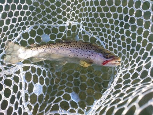 ブラウントラウトの釣果
