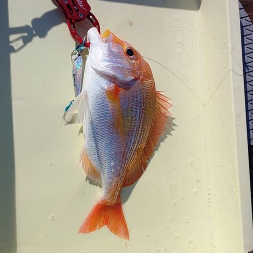 キダイの釣果