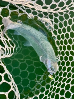 ニジマスの釣果