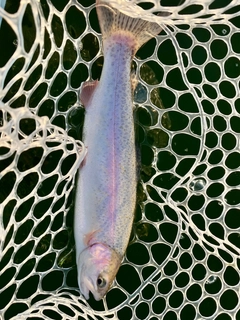 ニジマスの釣果