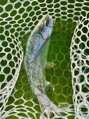 ニジマスの釣果