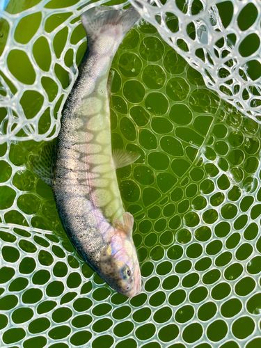 ニジマスの釣果