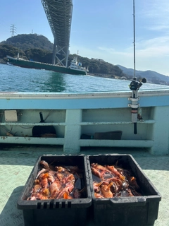 アラカブの釣果