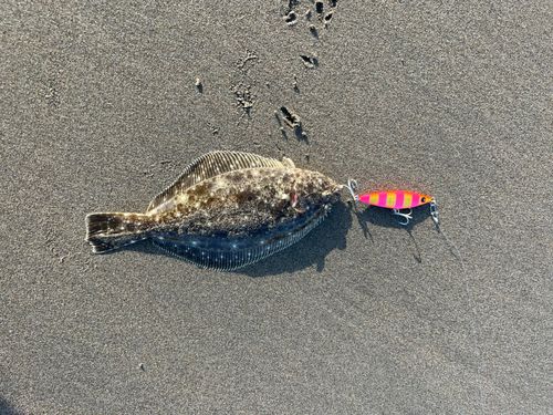 ヒラメの釣果