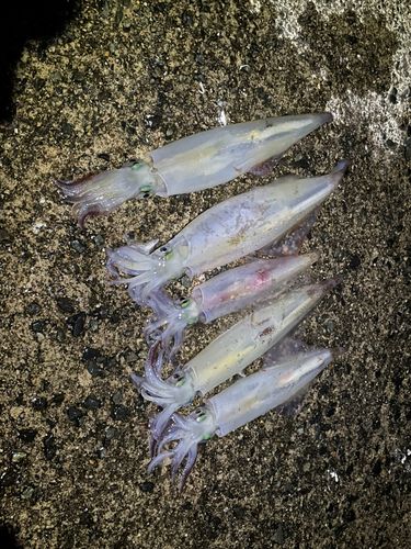 ヤリイカの釣果