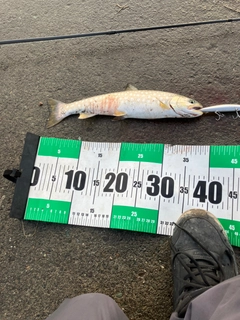 アメマスの釣果