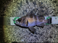 シロメバルの釣果