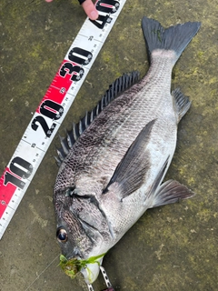 チヌの釣果