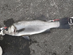 ヒラスズキの釣果