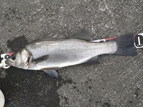 ヒラスズキの釣果