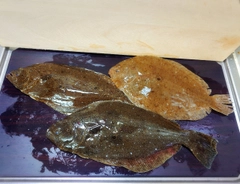 ヒラメの釣果