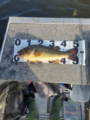 健一さん さんの 2023年07月22日のブラックバスの釣り・釣果情報(福岡