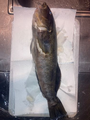 アイナメの釣果