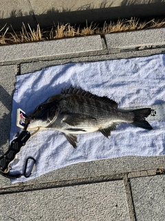 クロダイの釣果