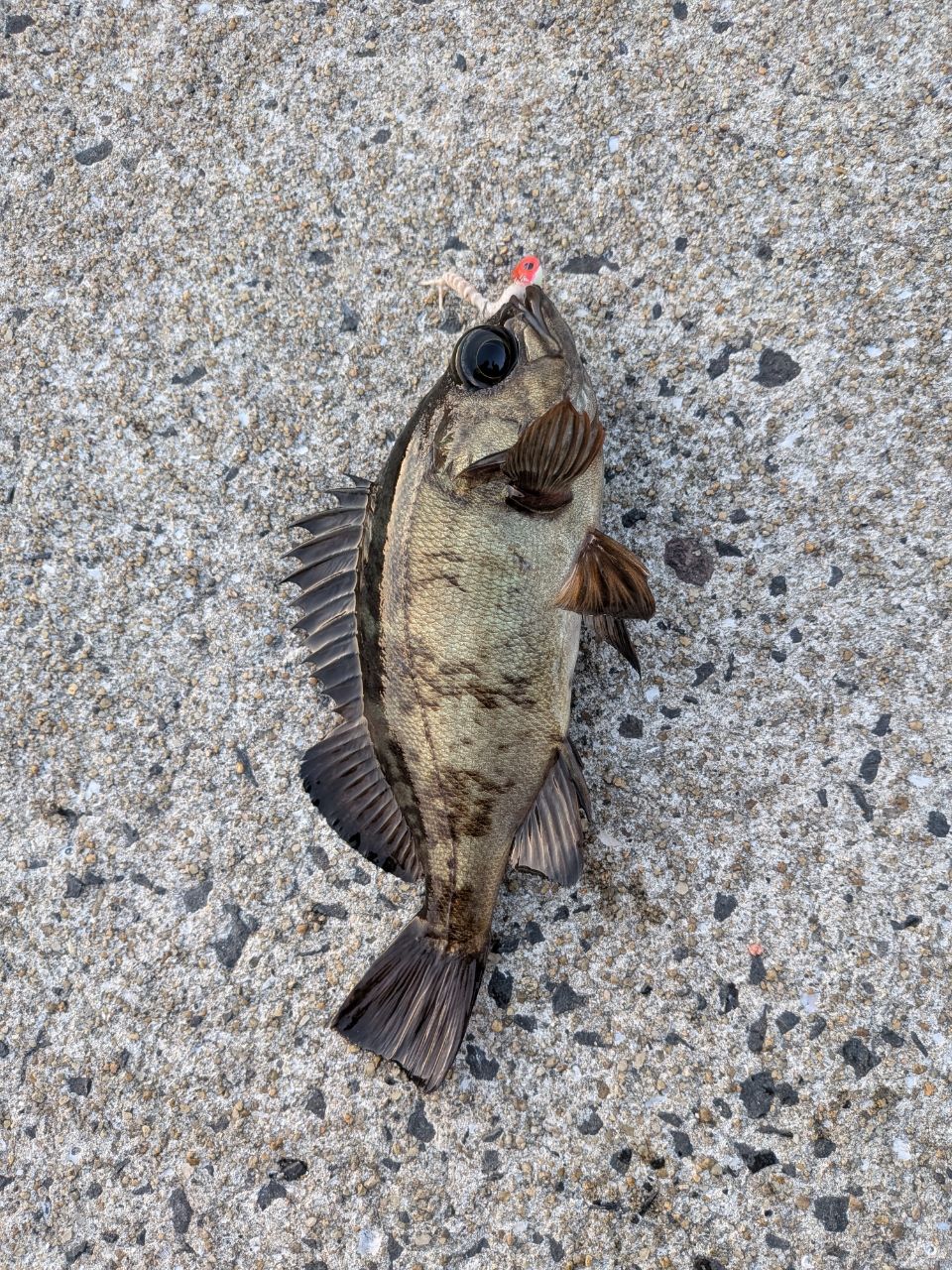 OLYMPIC 20フィネッツァUX 20GFINUS-752L-Sの最安値・インプレ・釣果