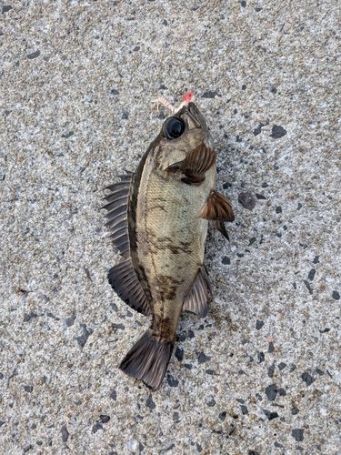 メバルの釣果