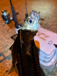 マアジの釣果